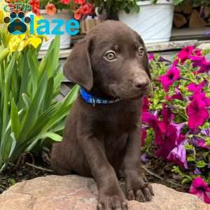 Blaze, Chocolate Labrador Retriever Puppy